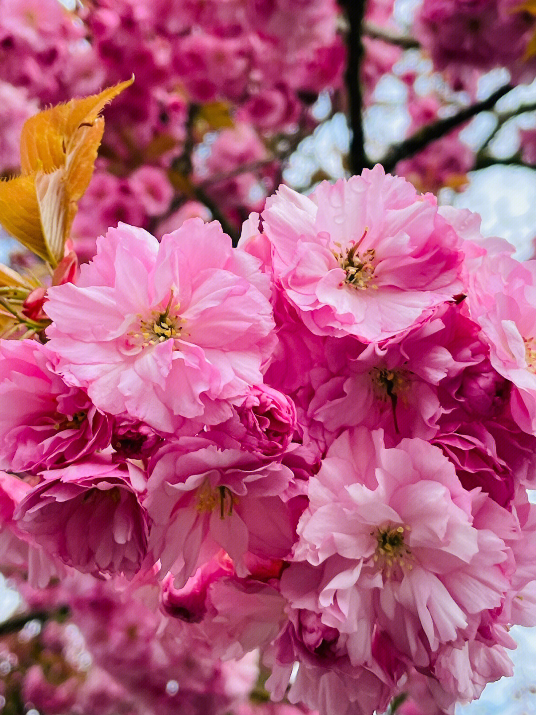 樱花盛开啦