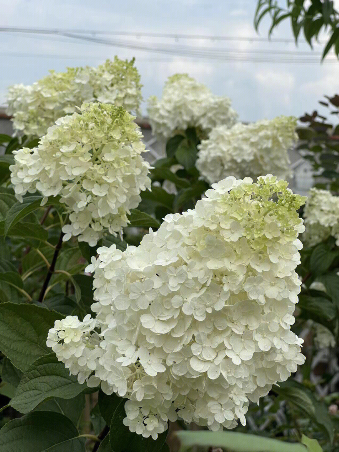 伊芙香草草莓月季图片