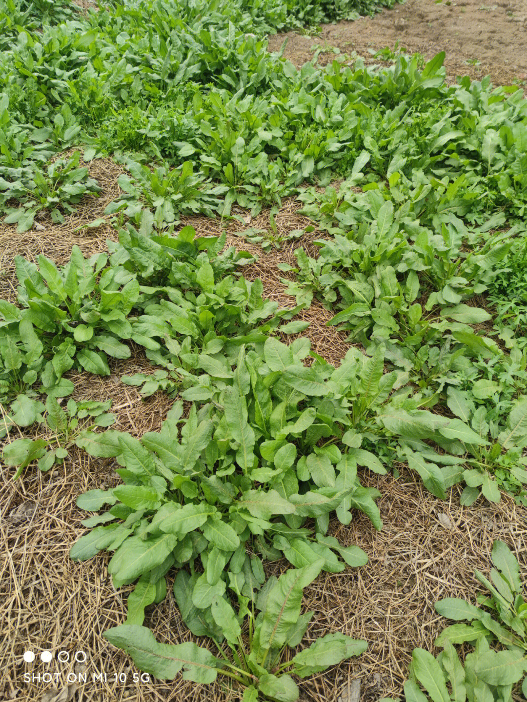 全国野菜种植基地图片