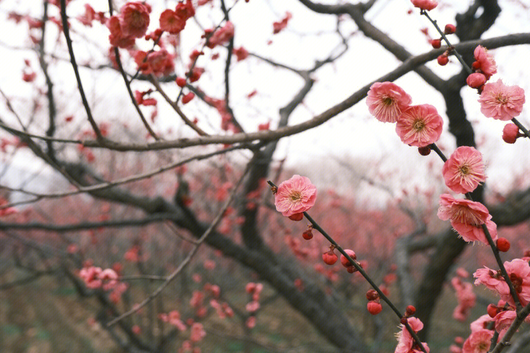 溧水梅花山简介图片