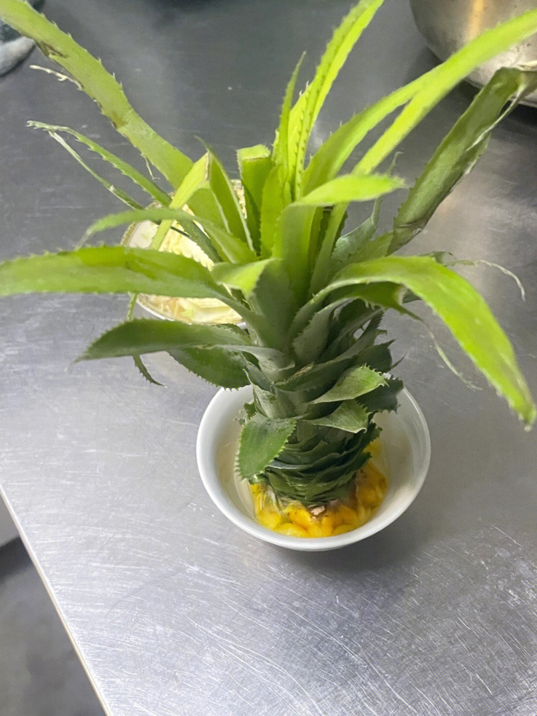 菠萝种植方法盆栽水培图片