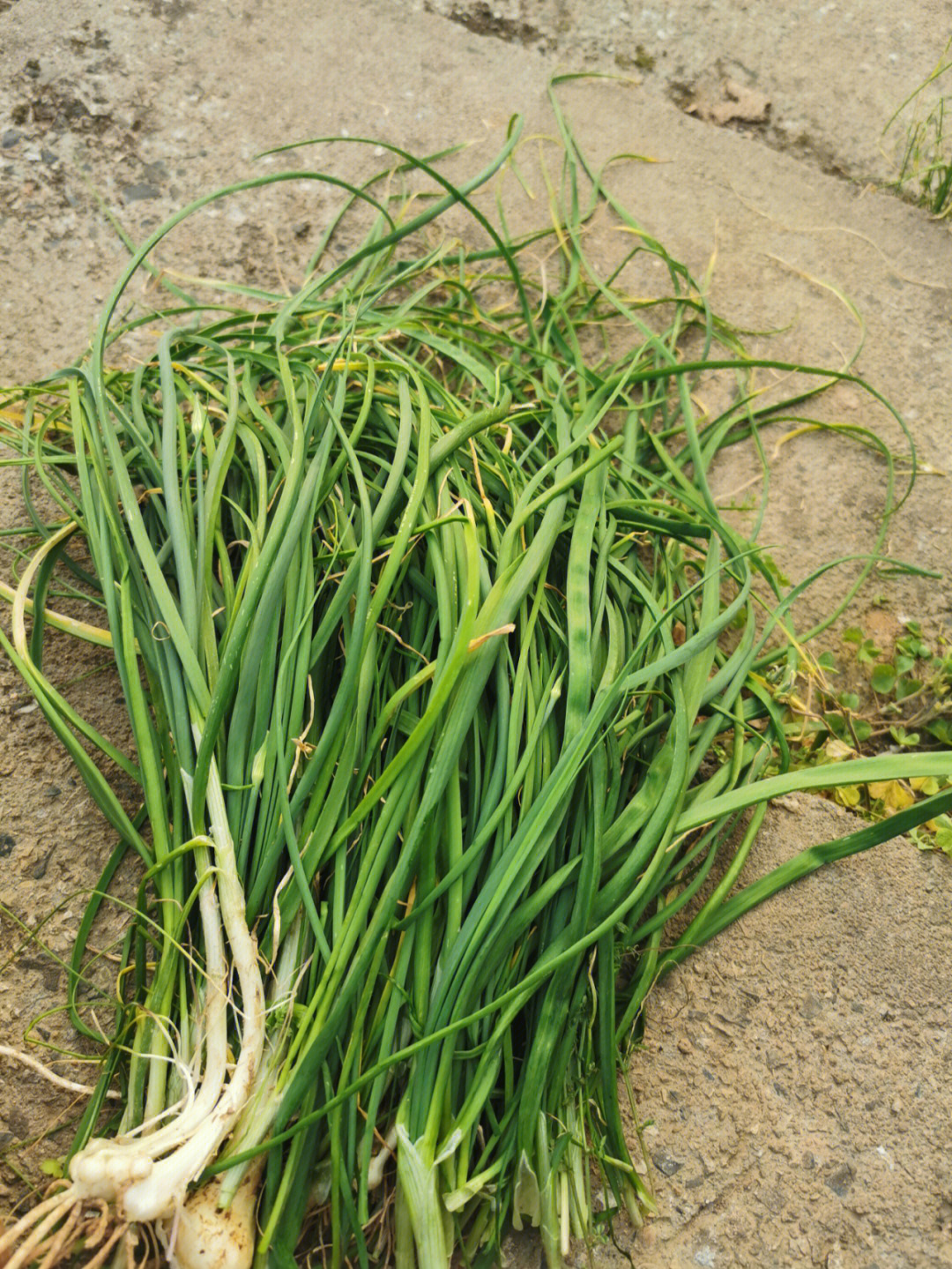 野葱苔图片