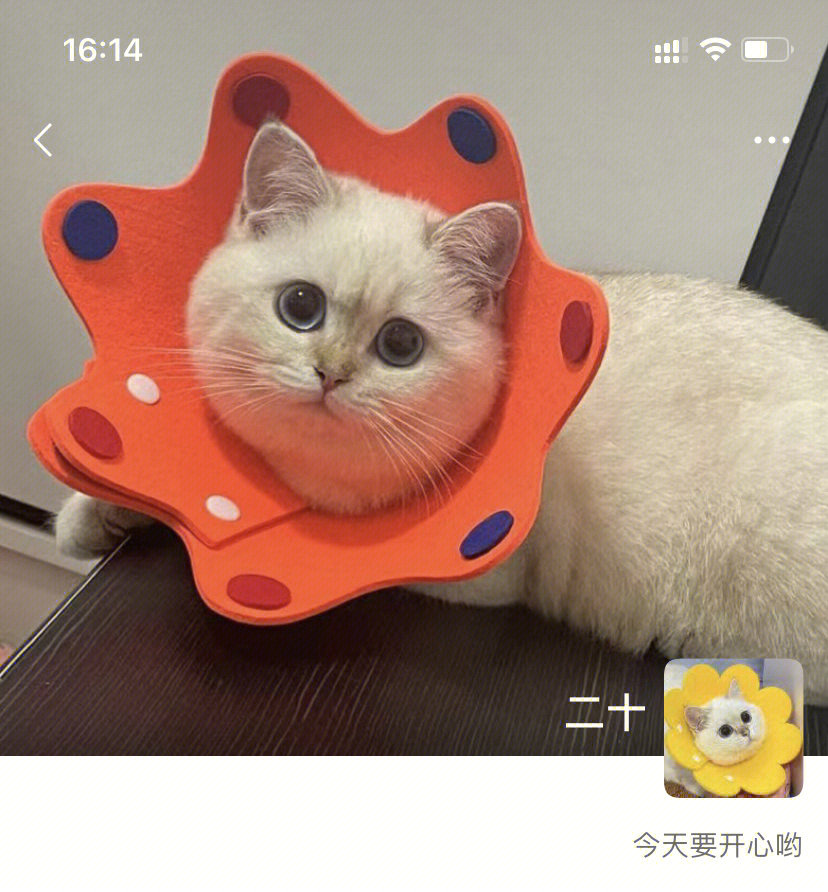 卡布西游猫猫球图片