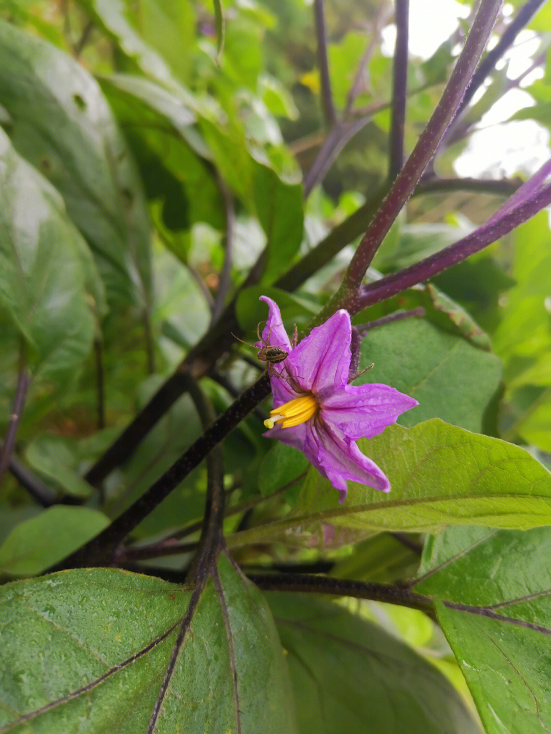 茄子花结构示意图图片