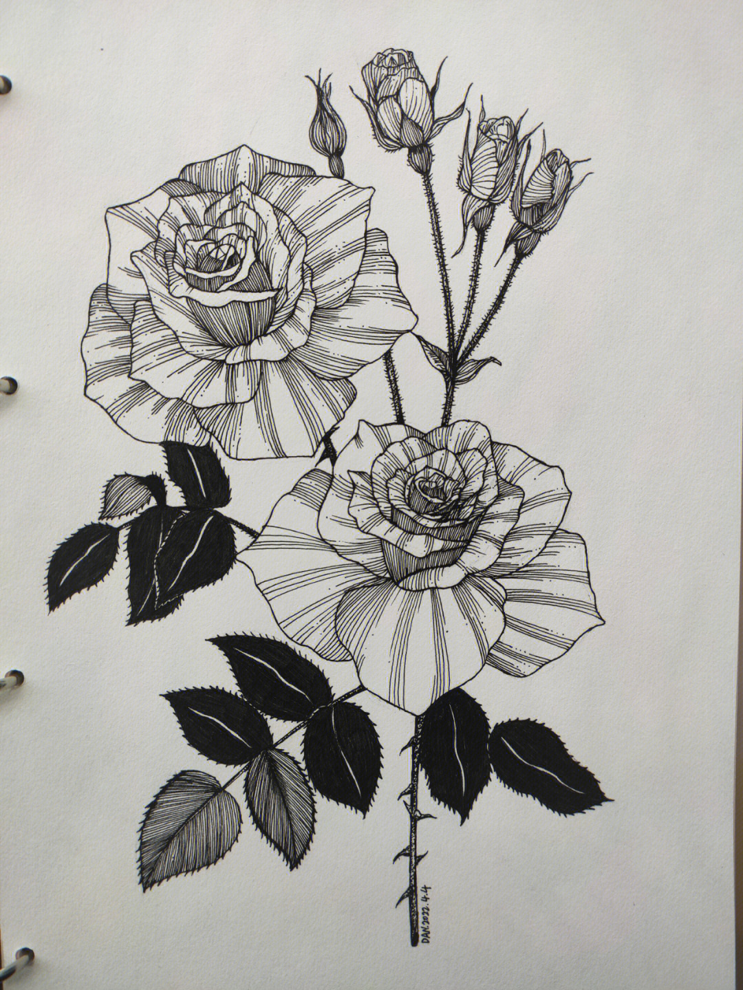 禅绕画玫瑰花的画法图片