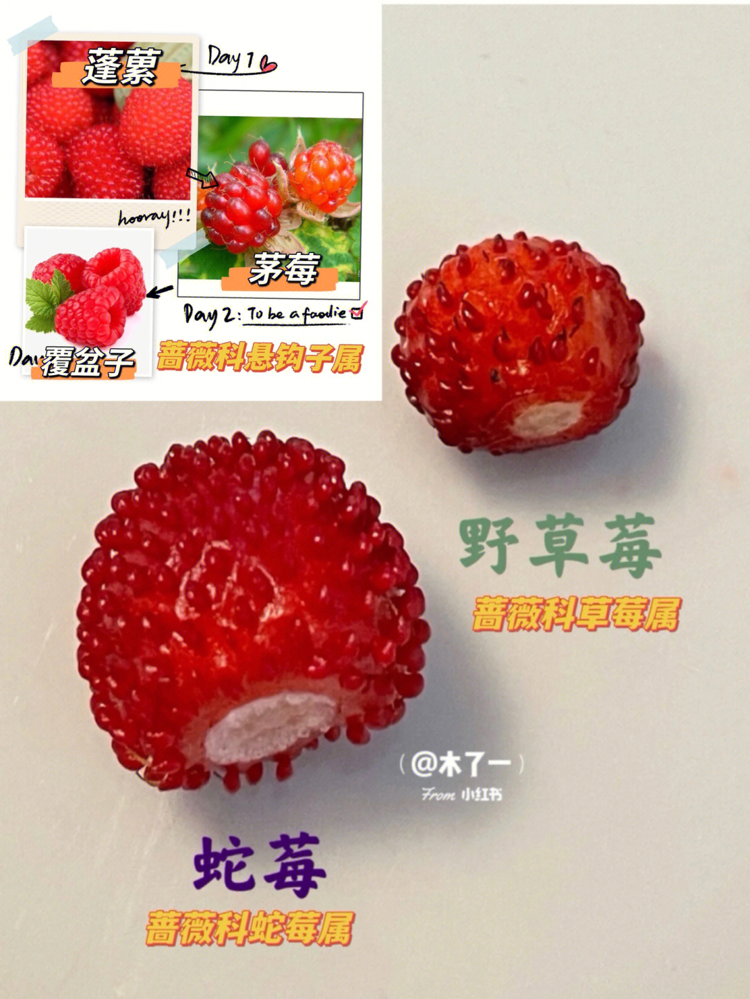 野草莓的图片 功效图片
