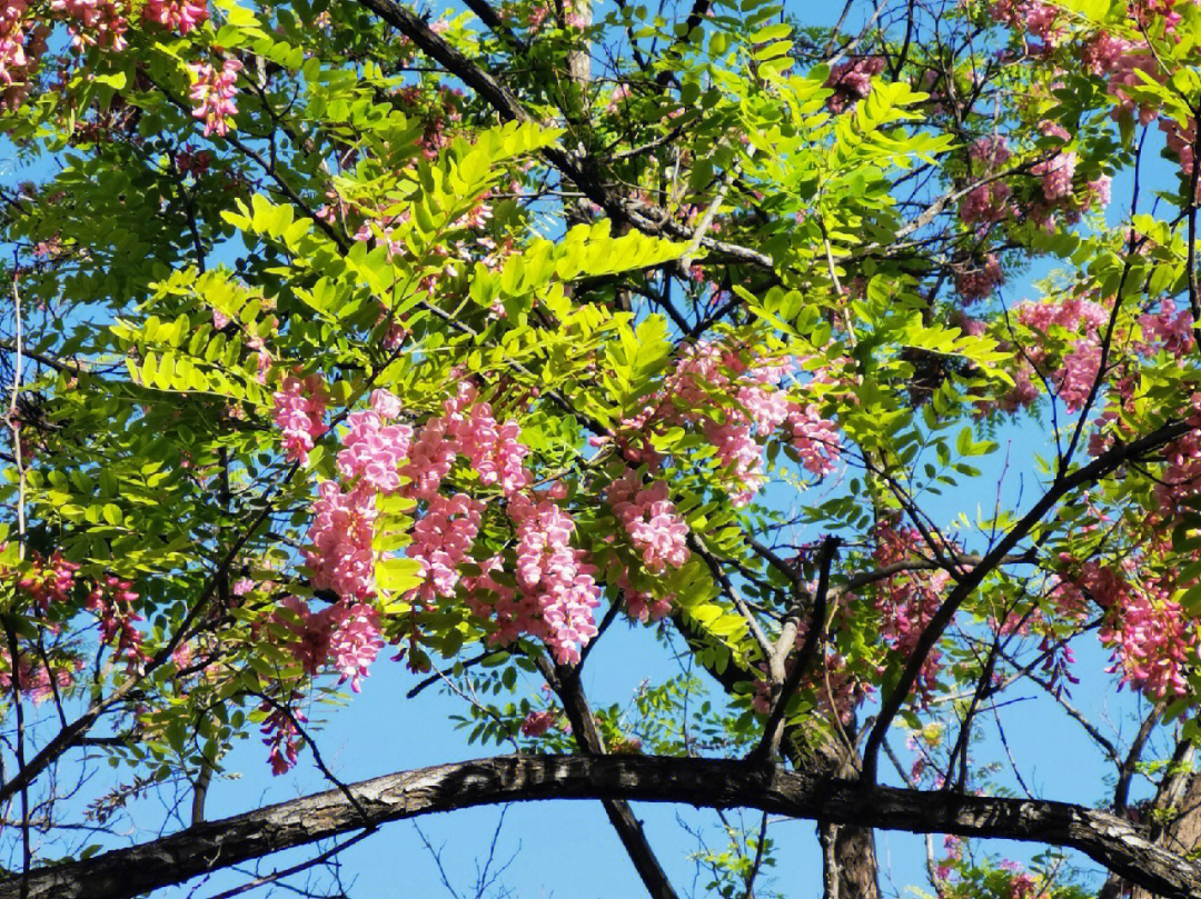 12红花刺槐