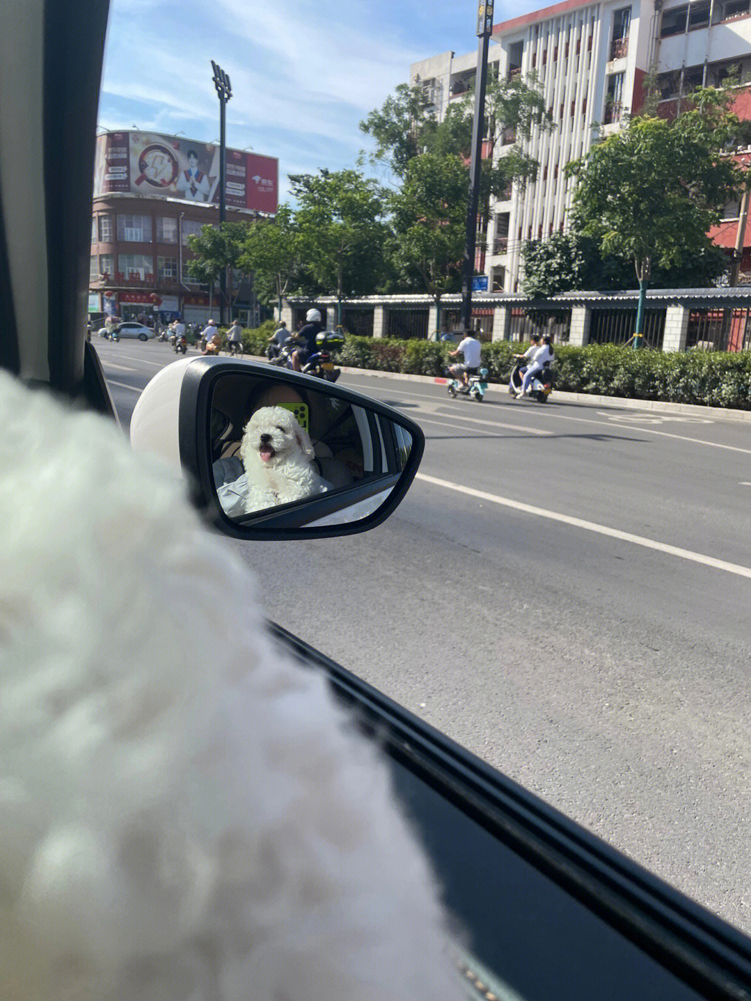 小奶狗开车图片
