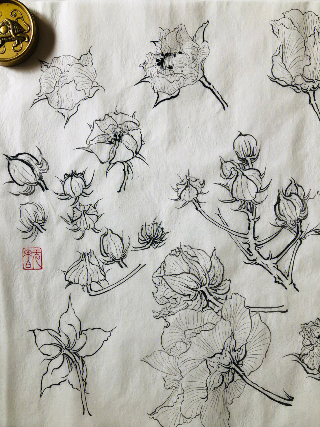 芙蓉花工笔白描图谱图片