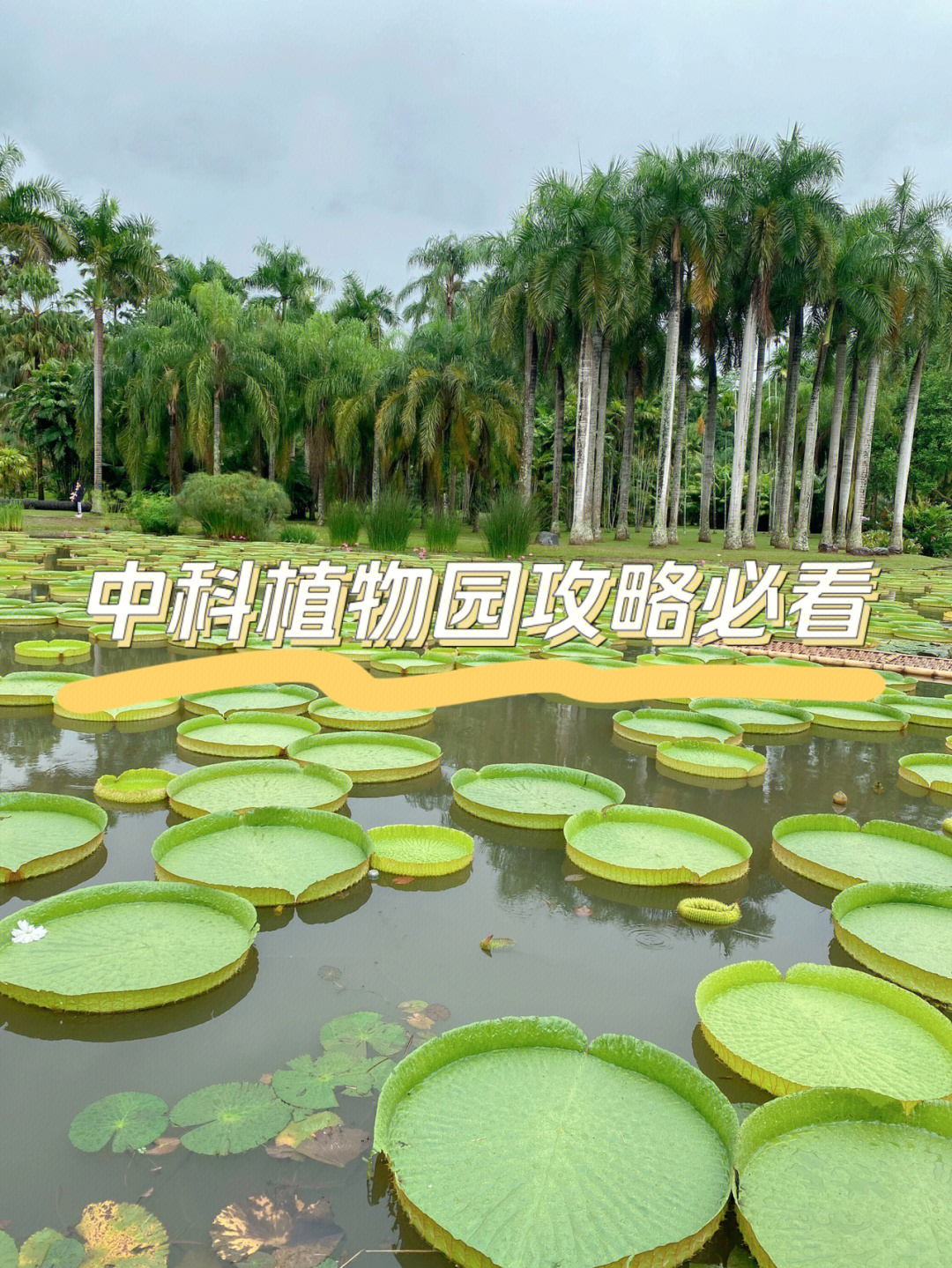 云南中科院植物园简介图片