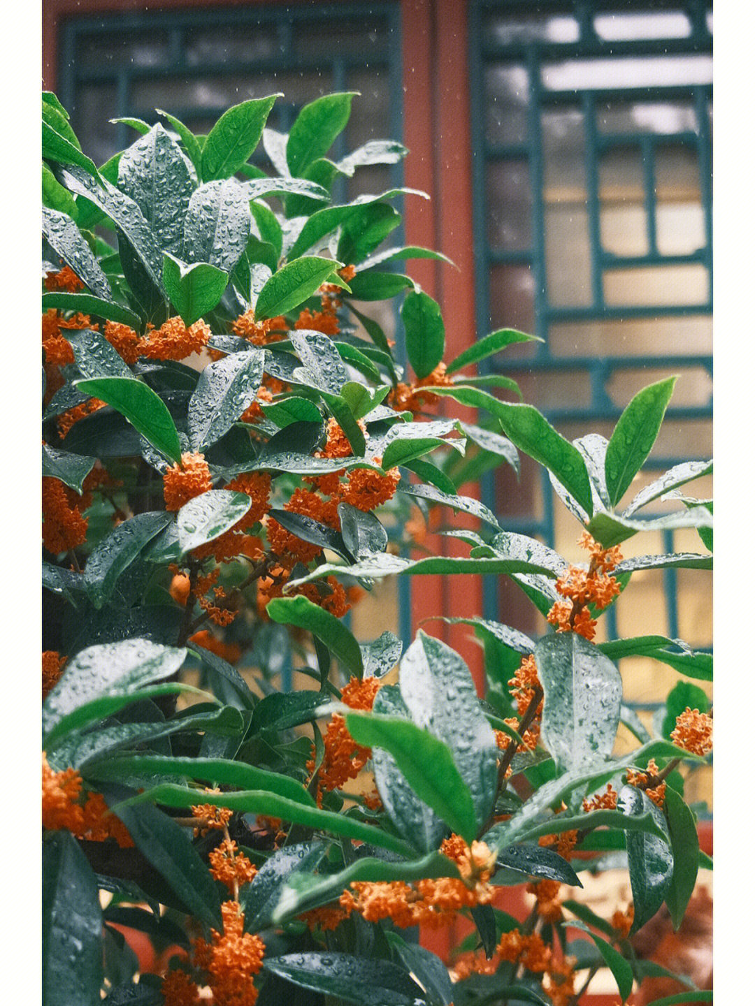 雨中桂花满地唯美图片图片