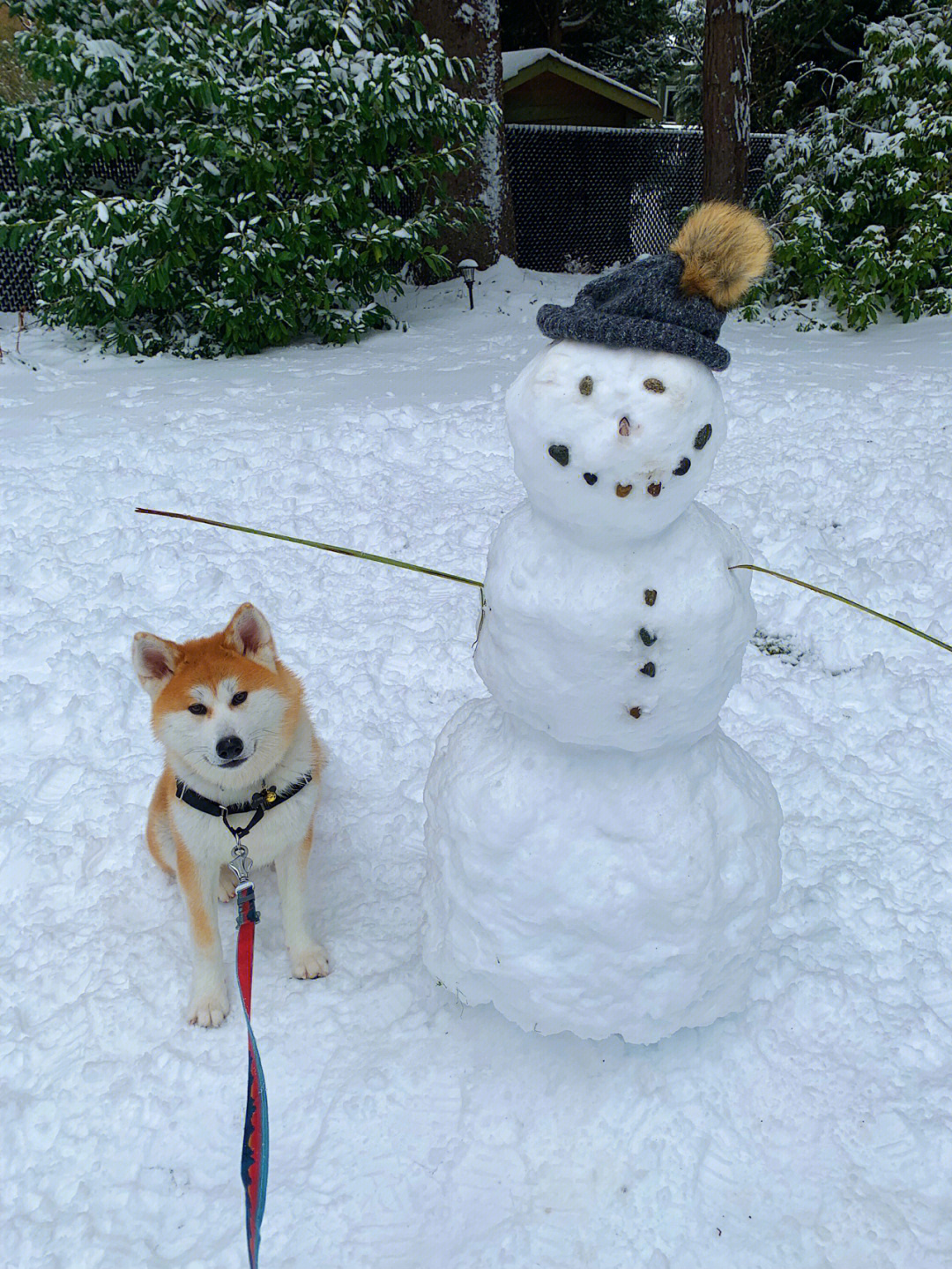 动物堆雪人的图片大全图片