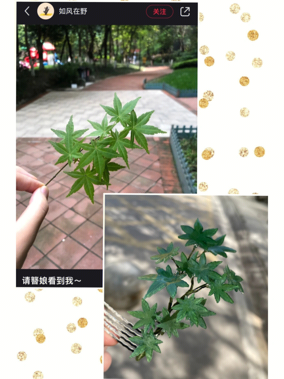 枫叶的形状像什么图片