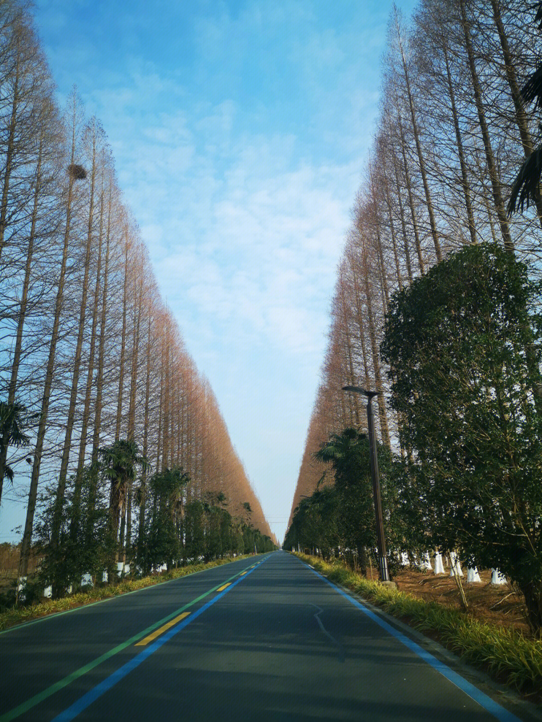 盐城东台黄海森林公园