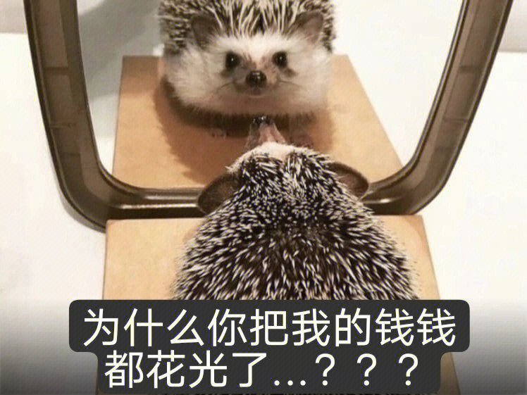 谁还没看过超可爱的刺猬表情包太治愈啦