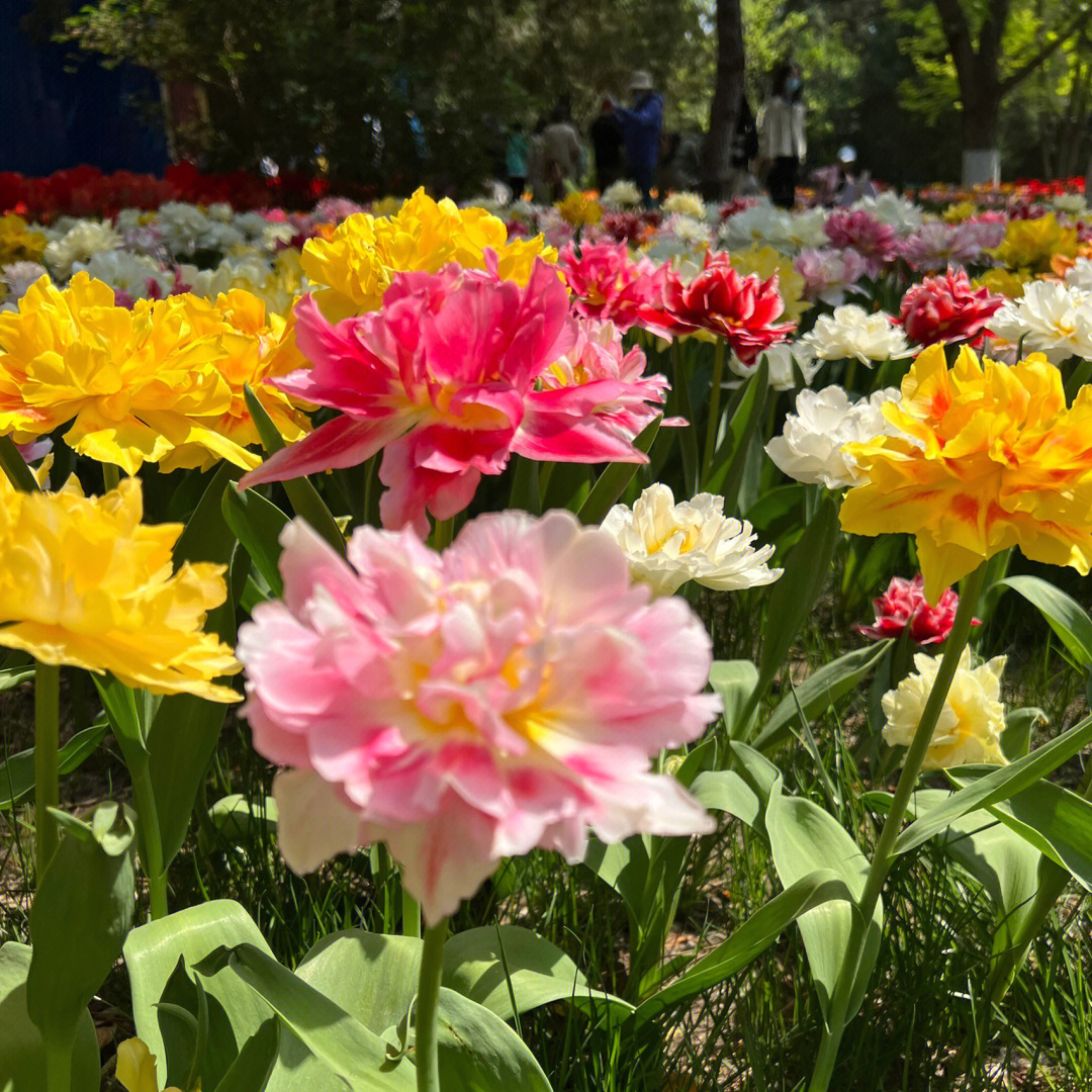 中山公园错峰赏花