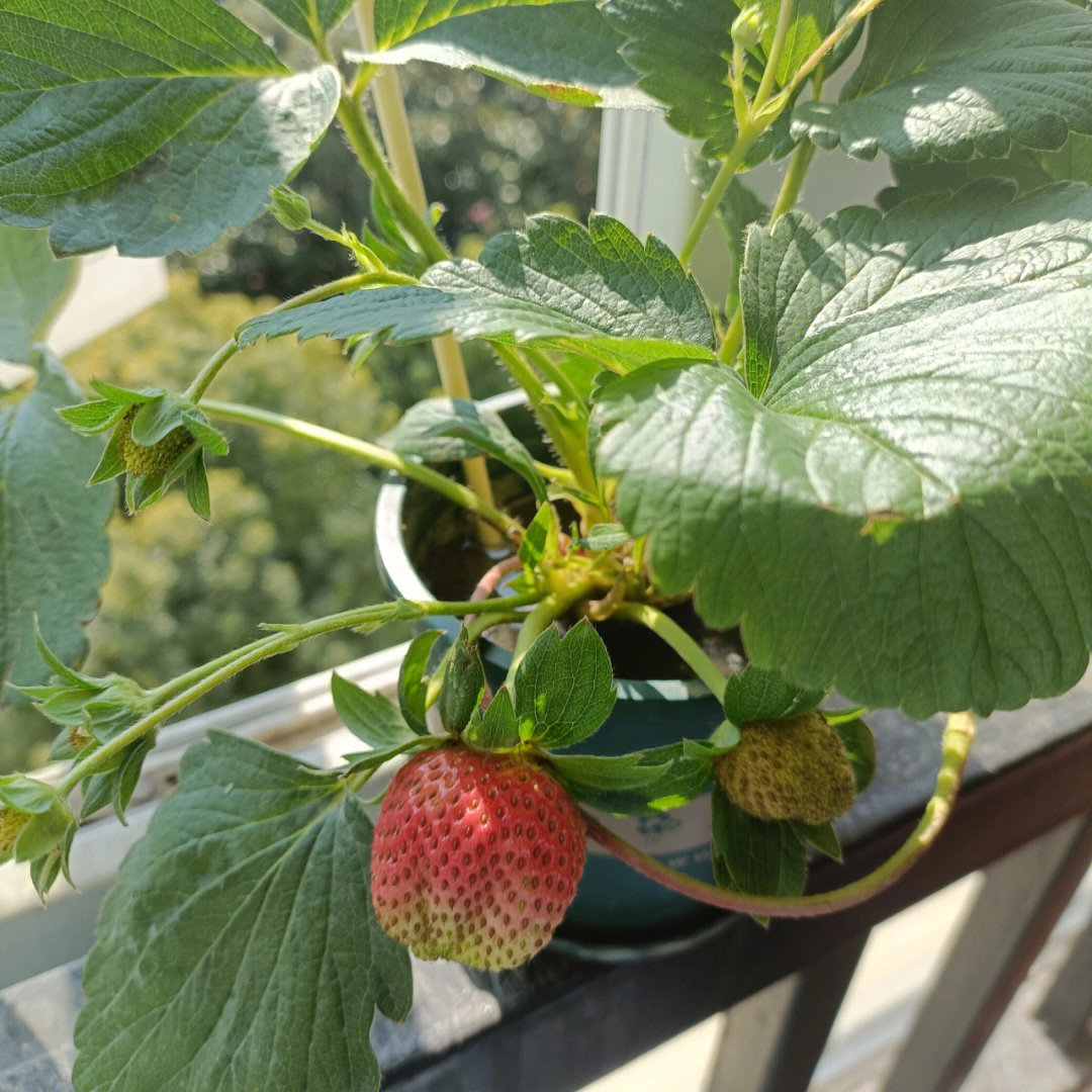 草莓成长史成熟了一周后壮烈牺牲啦