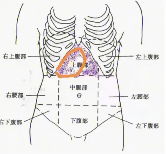 人体胃脘在什么位置图图片