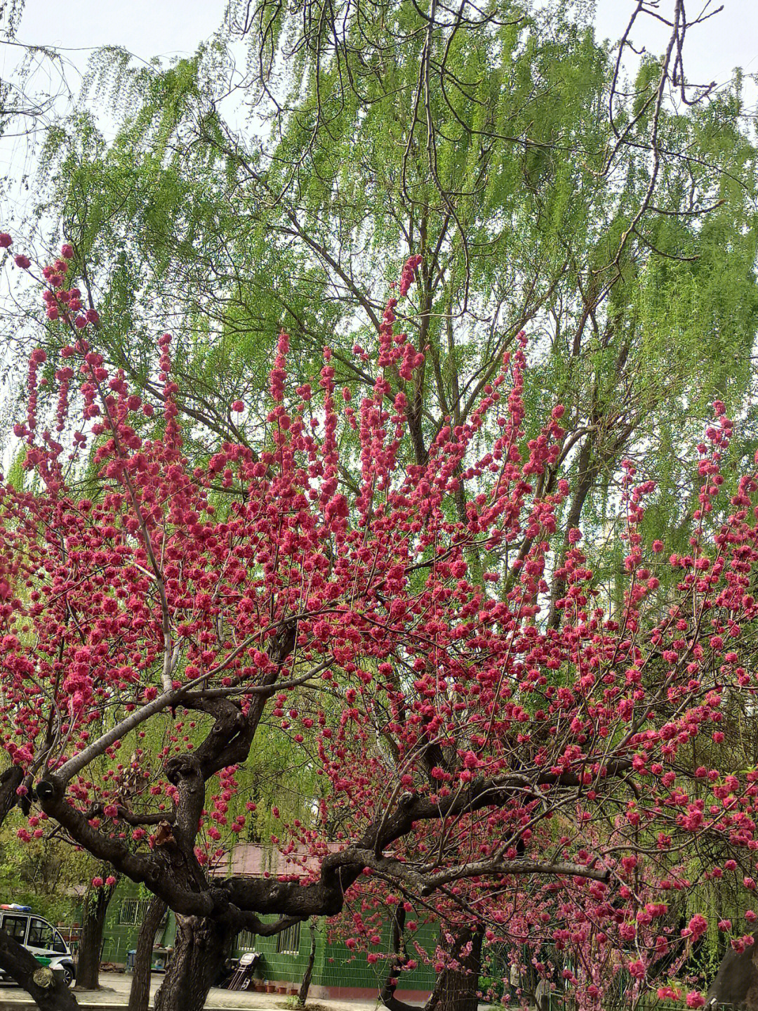 满目繁花枝头儿叶子初展一派春意盎然