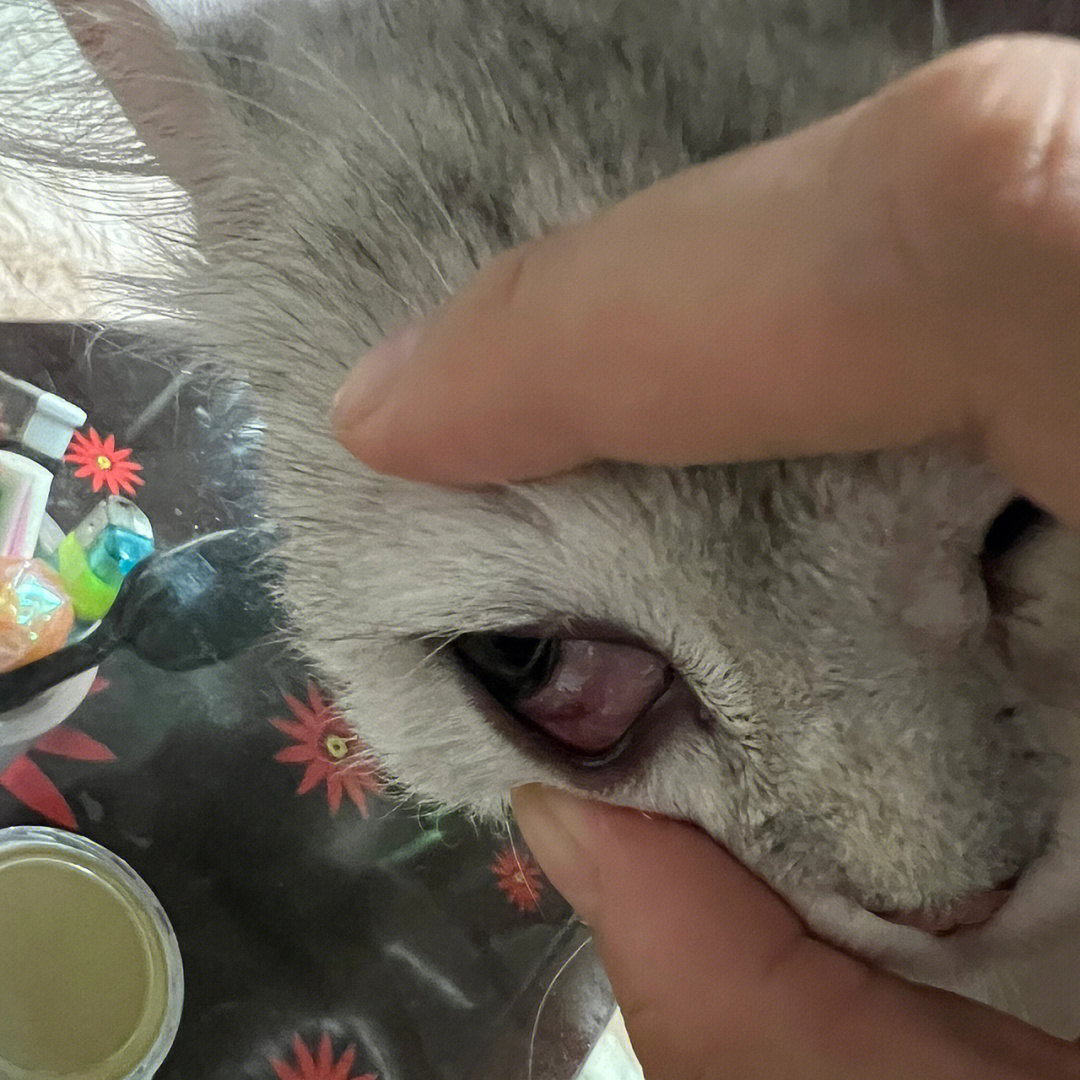 猫鼻支阿昔洛韦滴眼液图片