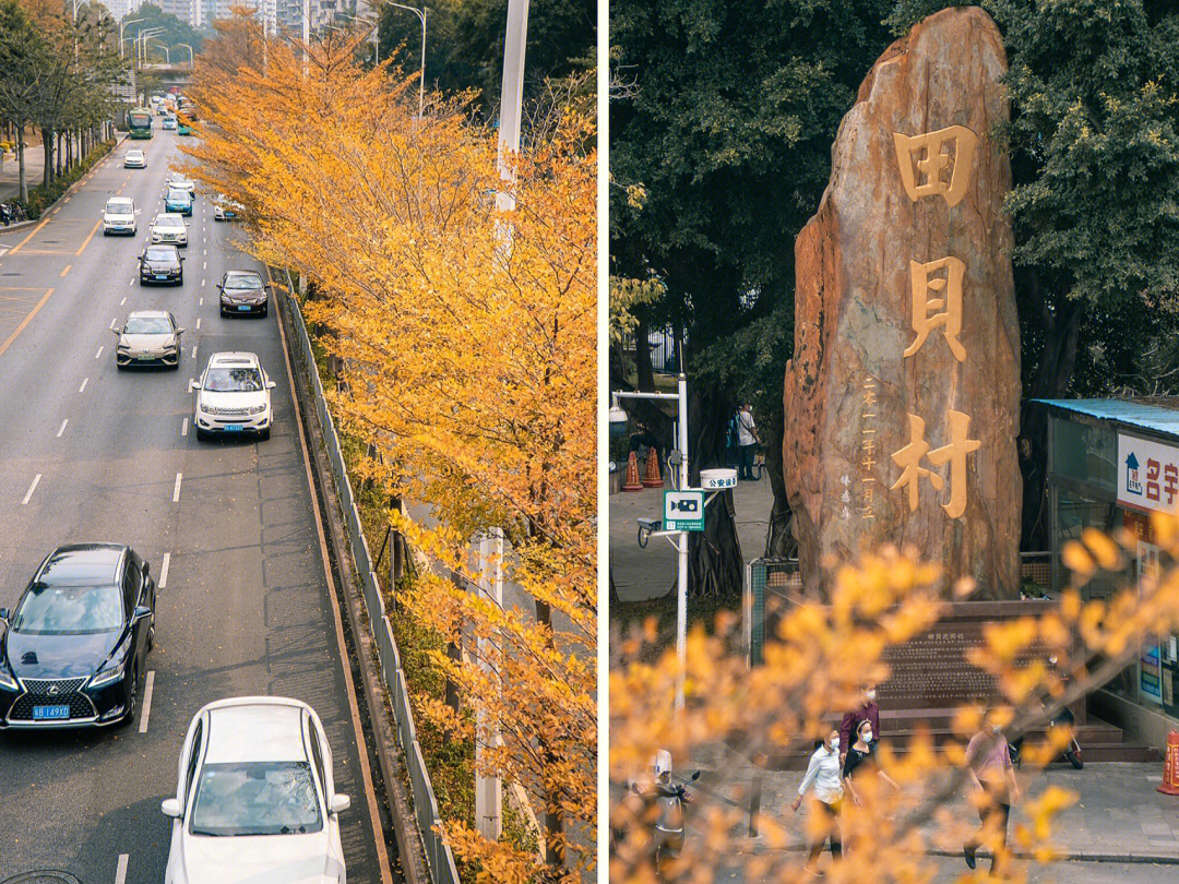 三月初的田贝村文锦北路的树换新衣裳了