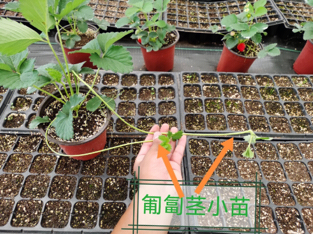 如何利用草莓苗匍匐茎繁殖小苗