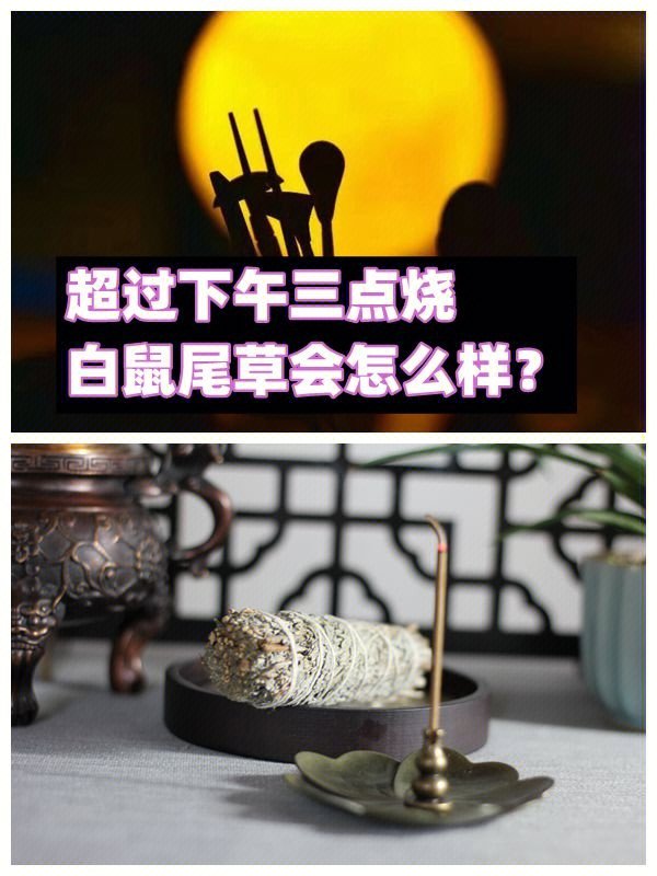 超过下午三点烧白鼠尾草会怎么样?