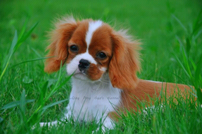 骑士查理王小猎犬被天使吻过的毛孩子