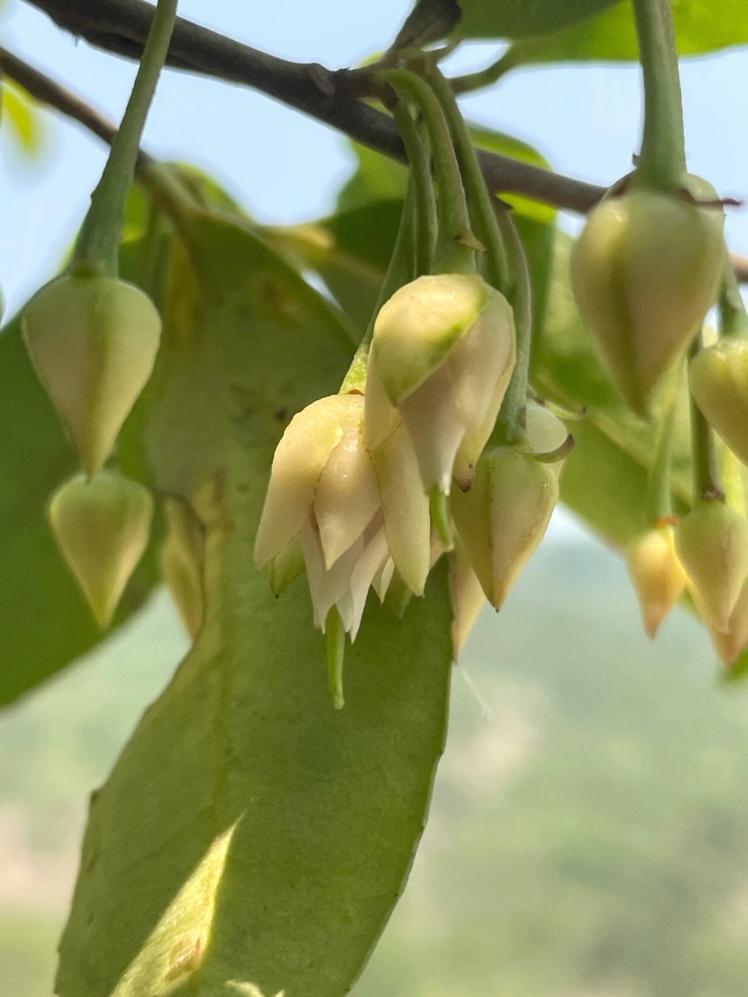 两朵开放的杨桐花神木的花