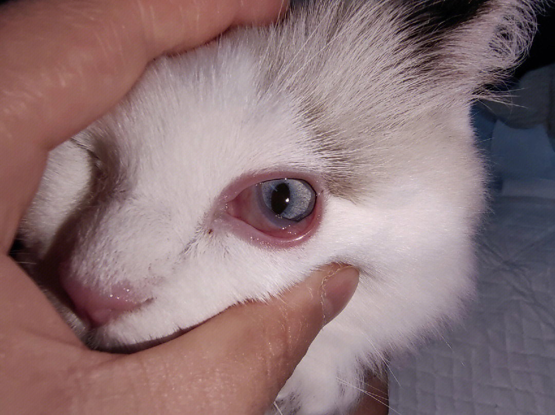 猫结膜瓣遮盖手术步骤图片