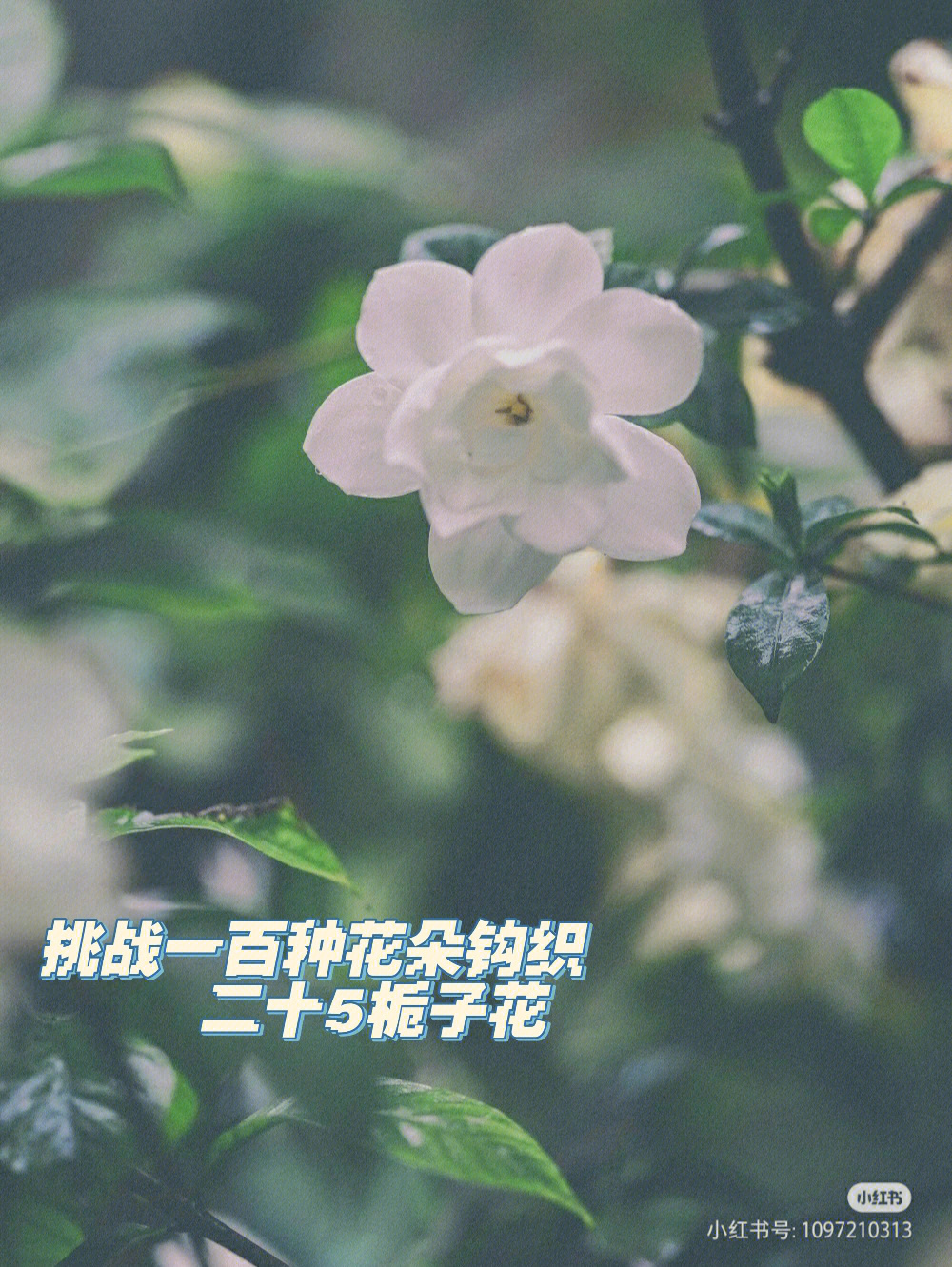 栀子花结构图解图片