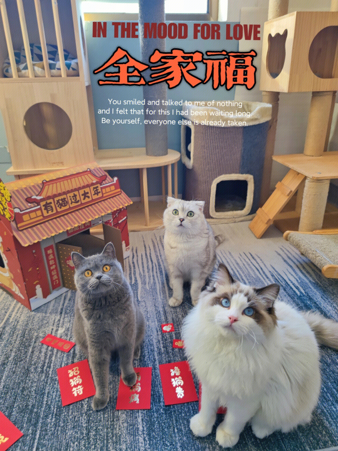 观复博物馆猫_观复猫 黑包包 车祸_观复猫过年说完整版