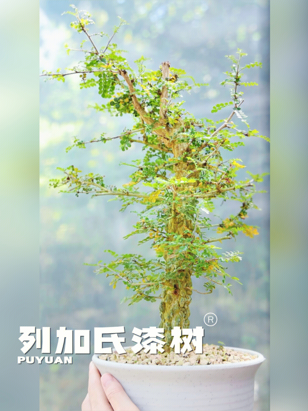 马达加斯加同属观赏植物00织冠漆树00象足漆树00般若斯漆树形态