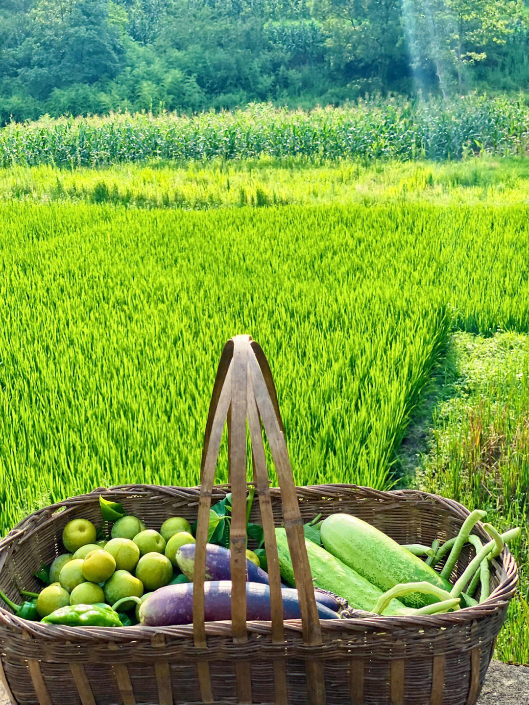 夏天美景乡村图片