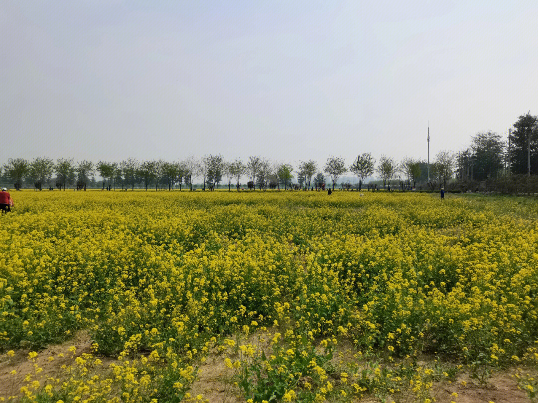 大片油菜花坐标北京大兴