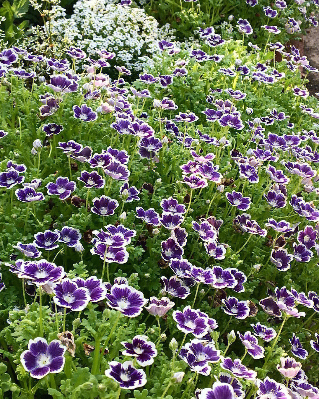 喜林草蓝莓眼冬季耐寒日系草花