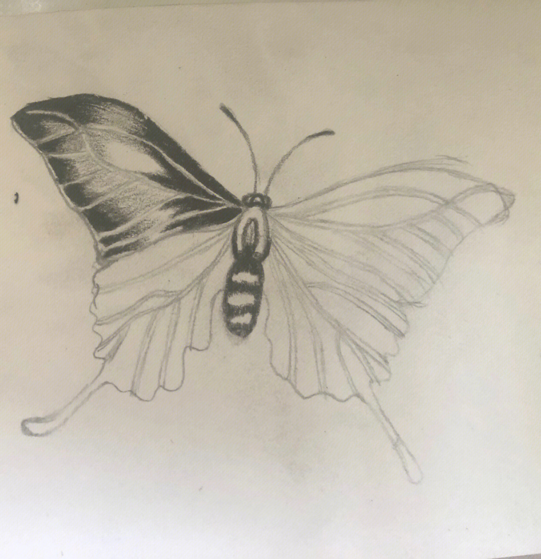 蝴蝶图案画法图片