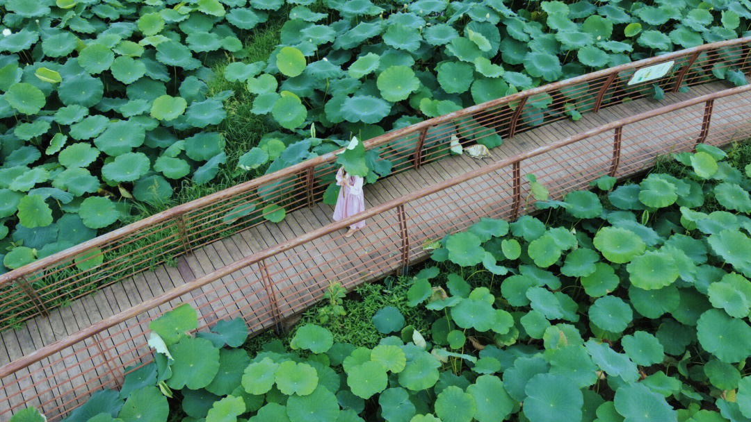 新津月花村成都周边游夏日限定荷花季