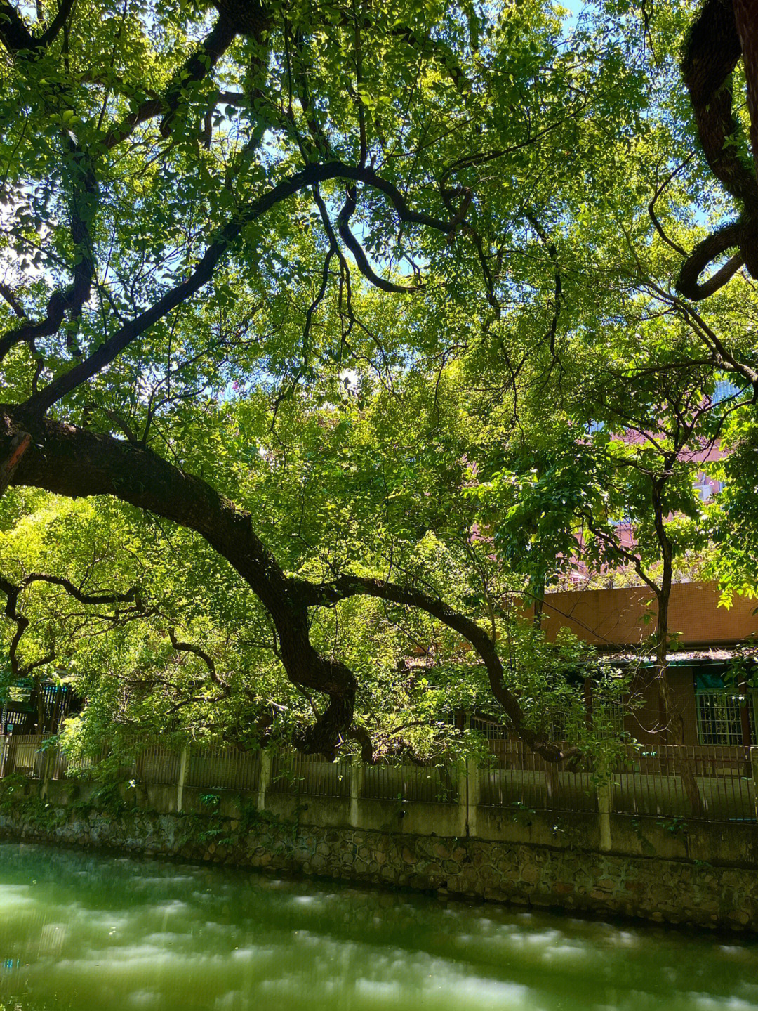 小洲村景点介绍图片