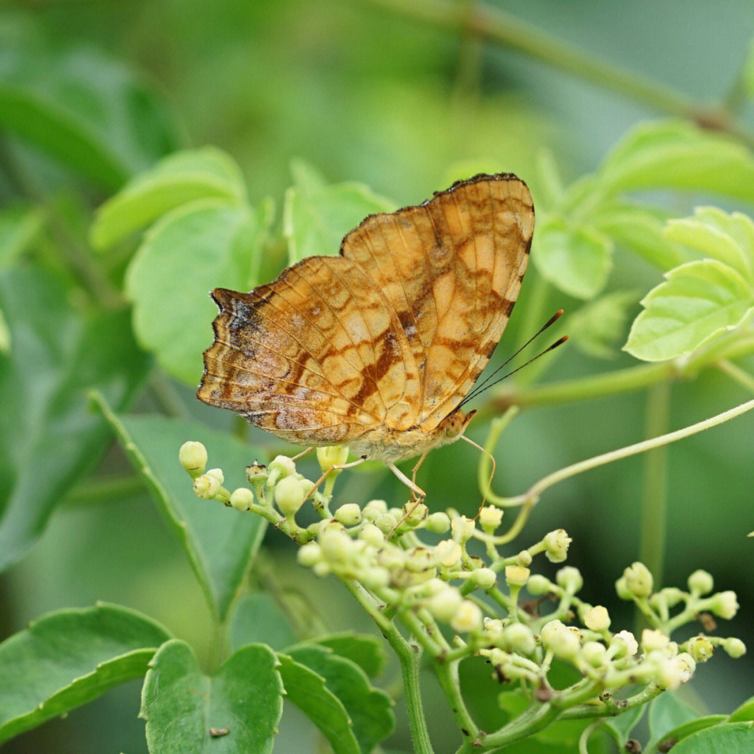 散纹盛蛱蝶symbrenthia liaea鳞翅目蛱蝶科盛蛱蝶属