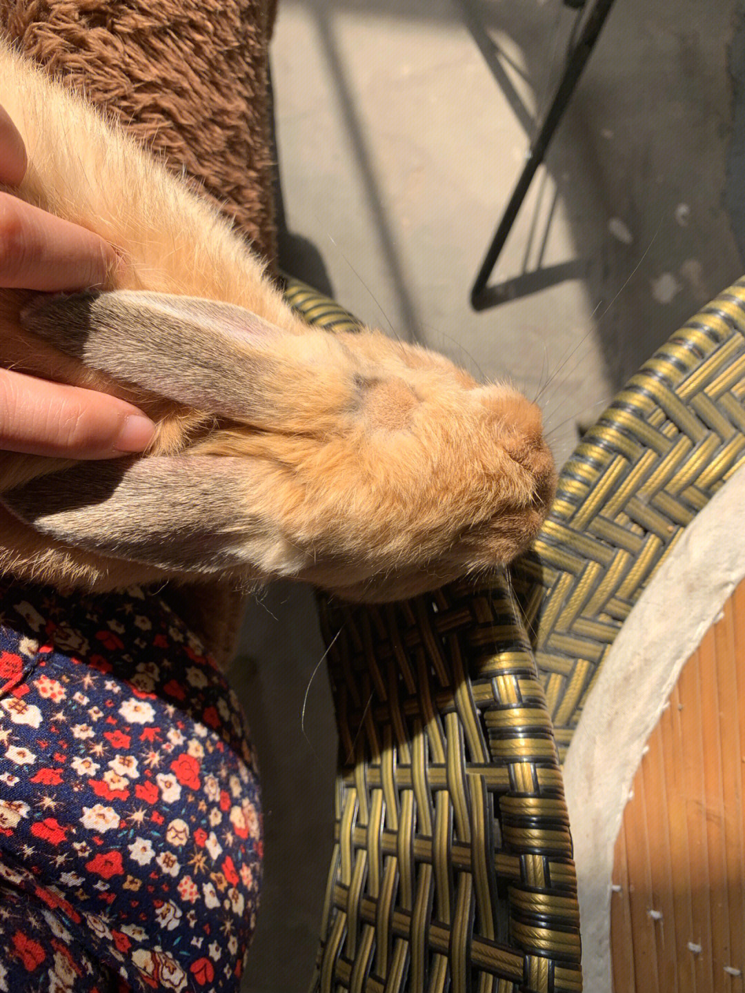 兔子耳朵长癣怎么治疗图片