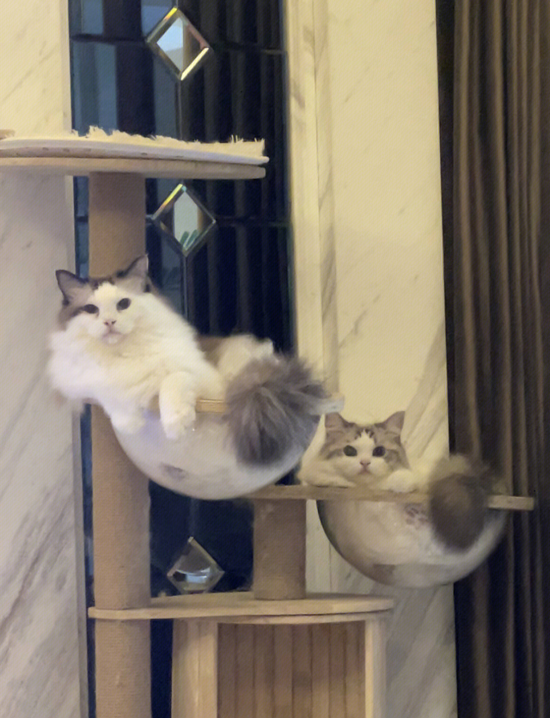 布偶猫多少斤比较正常两只猫体重差距大
