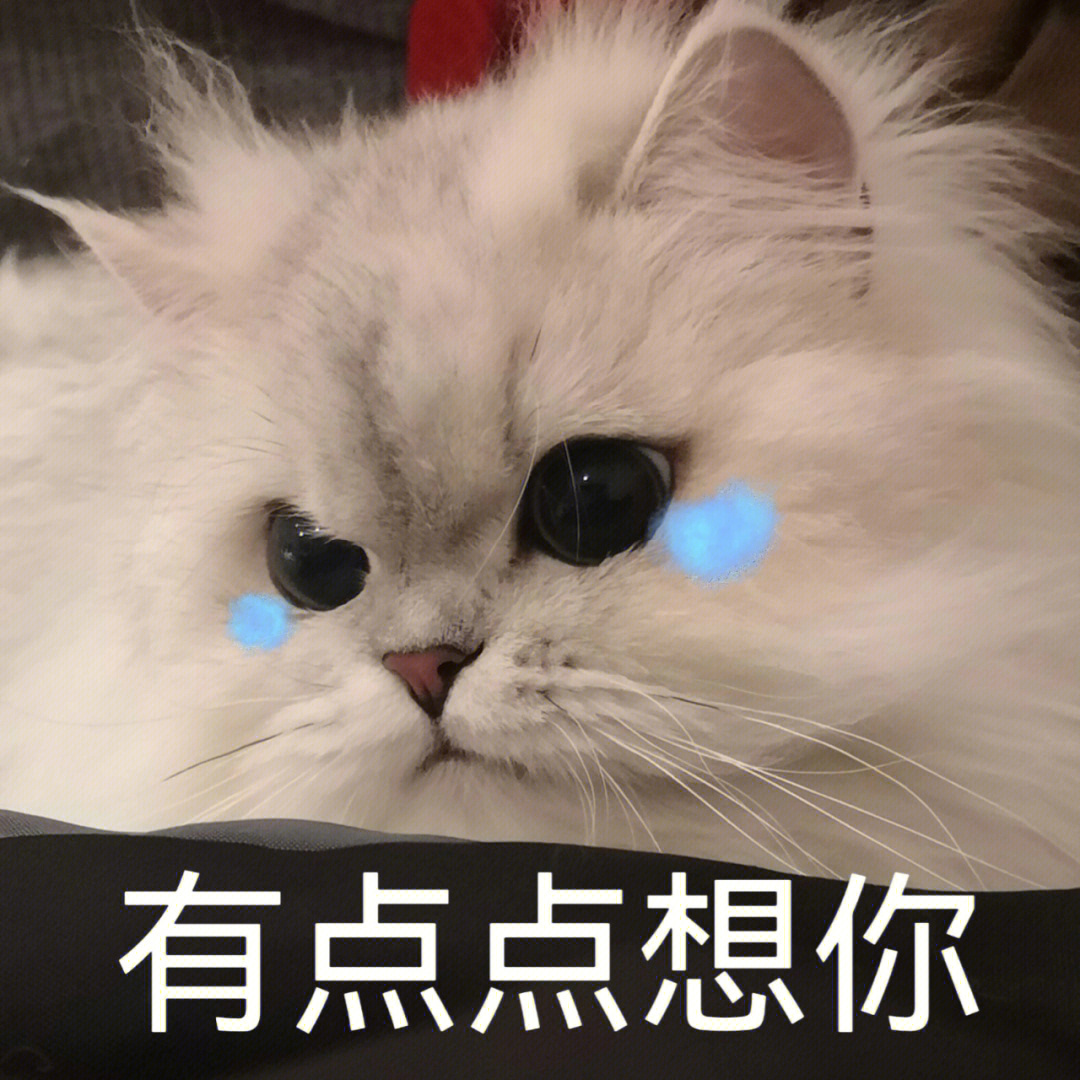 猫咪想你表情包图片