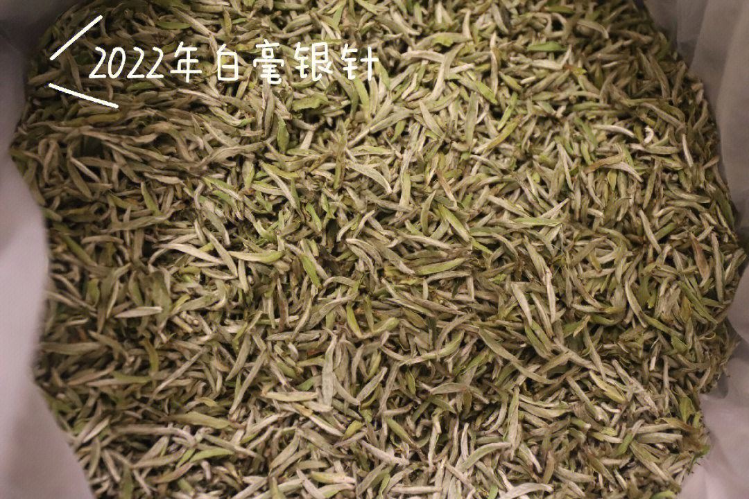 每日一茶2022头采白毫银针口粮茶里的王者