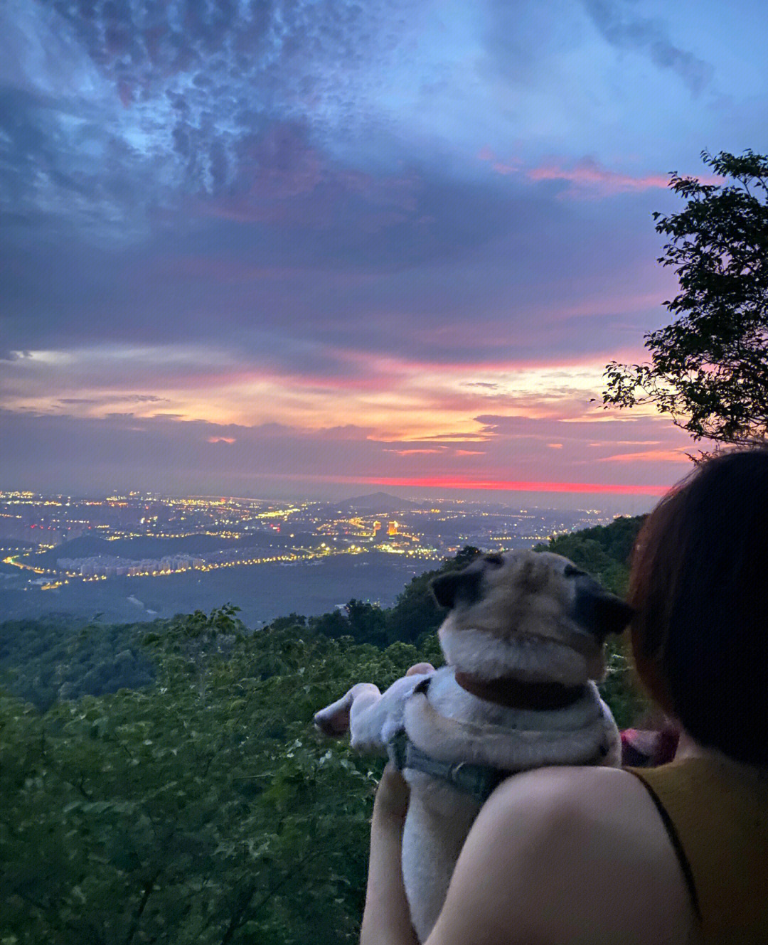 南京紫金山带狗子夜爬看日出攻略