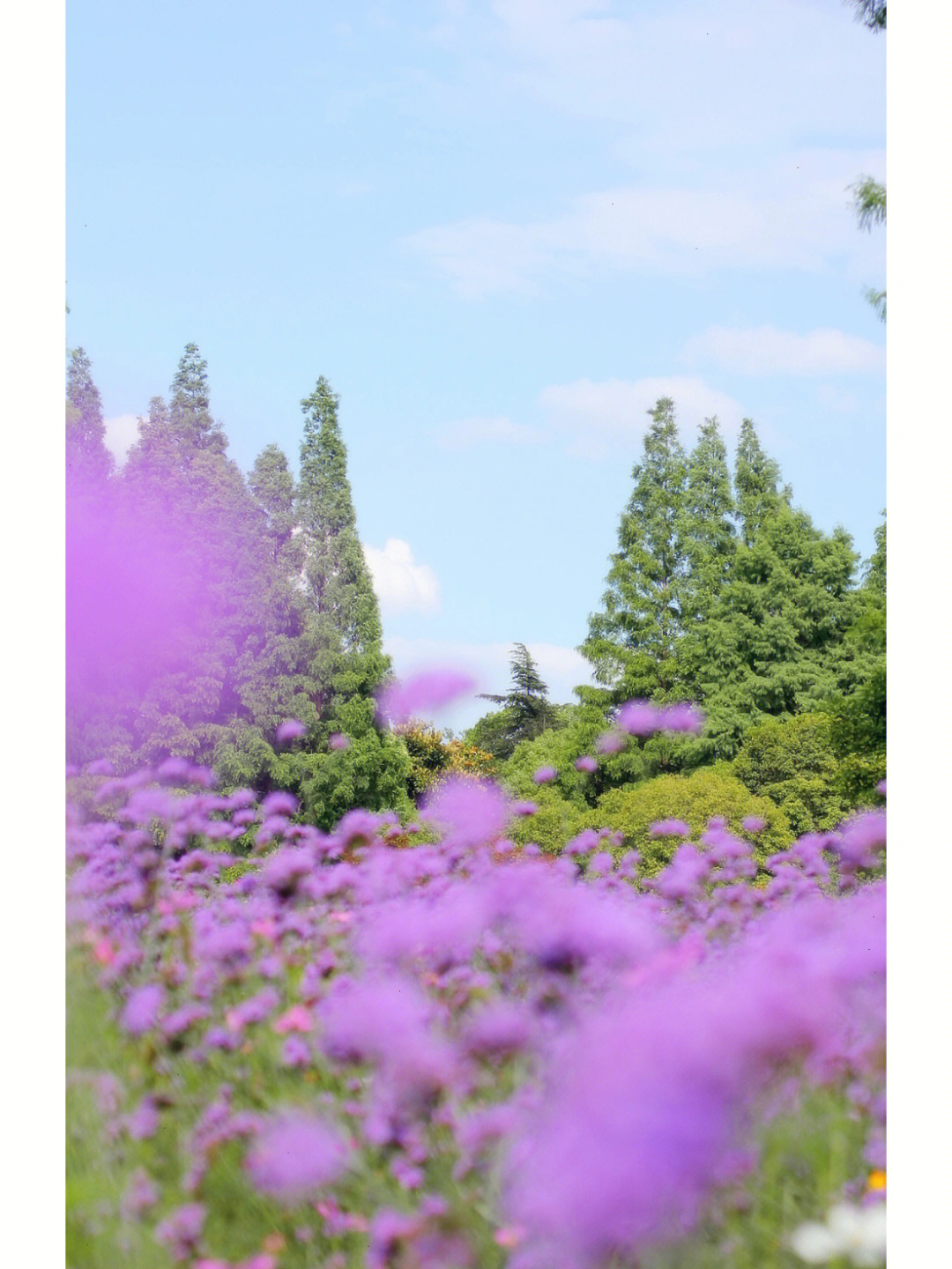 紫色的浪漫山谷薰衣草在魔都也能拥有!