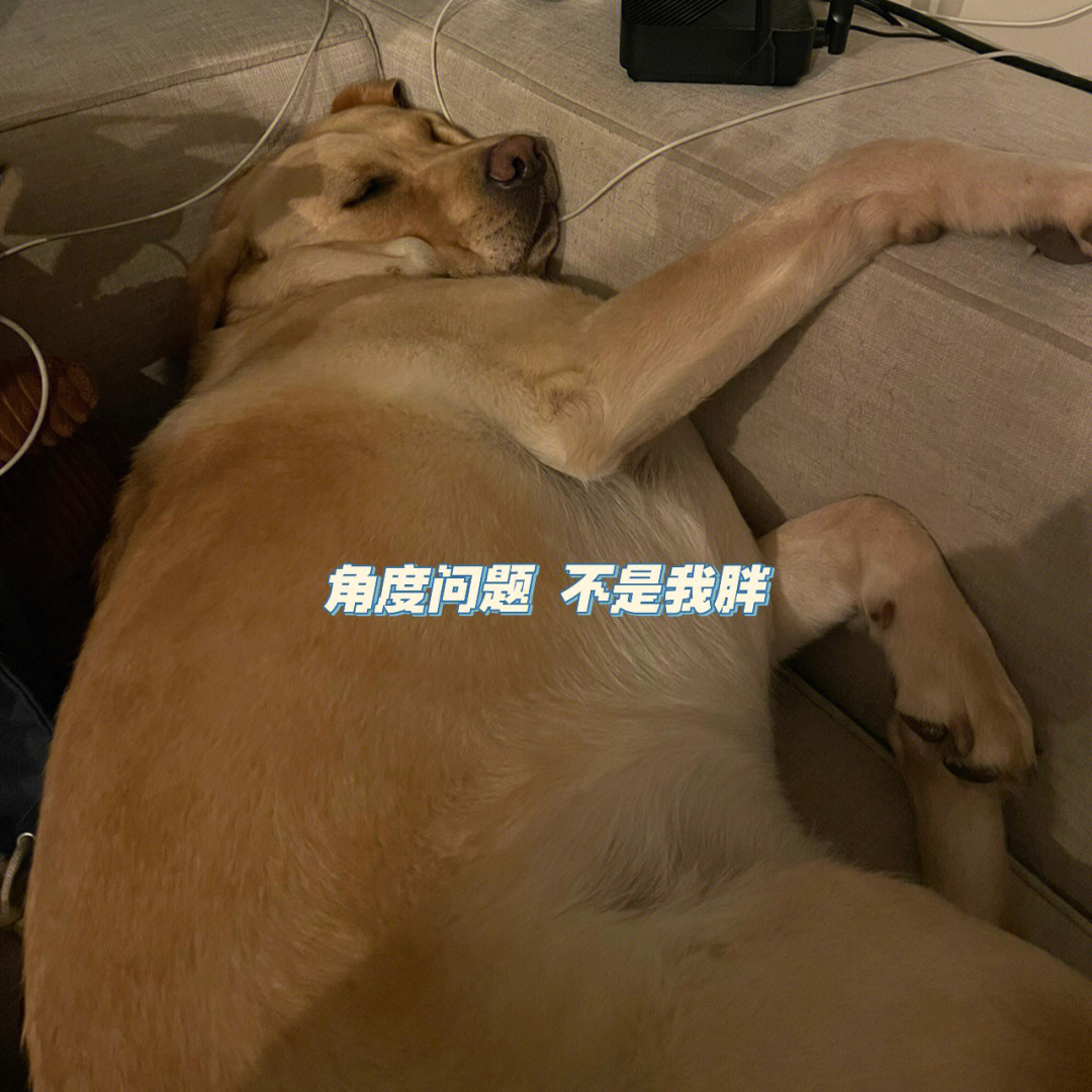 现在睡觉不把自己挤成个歪猴是睡不香的#拉布拉多日常#我家宠物好