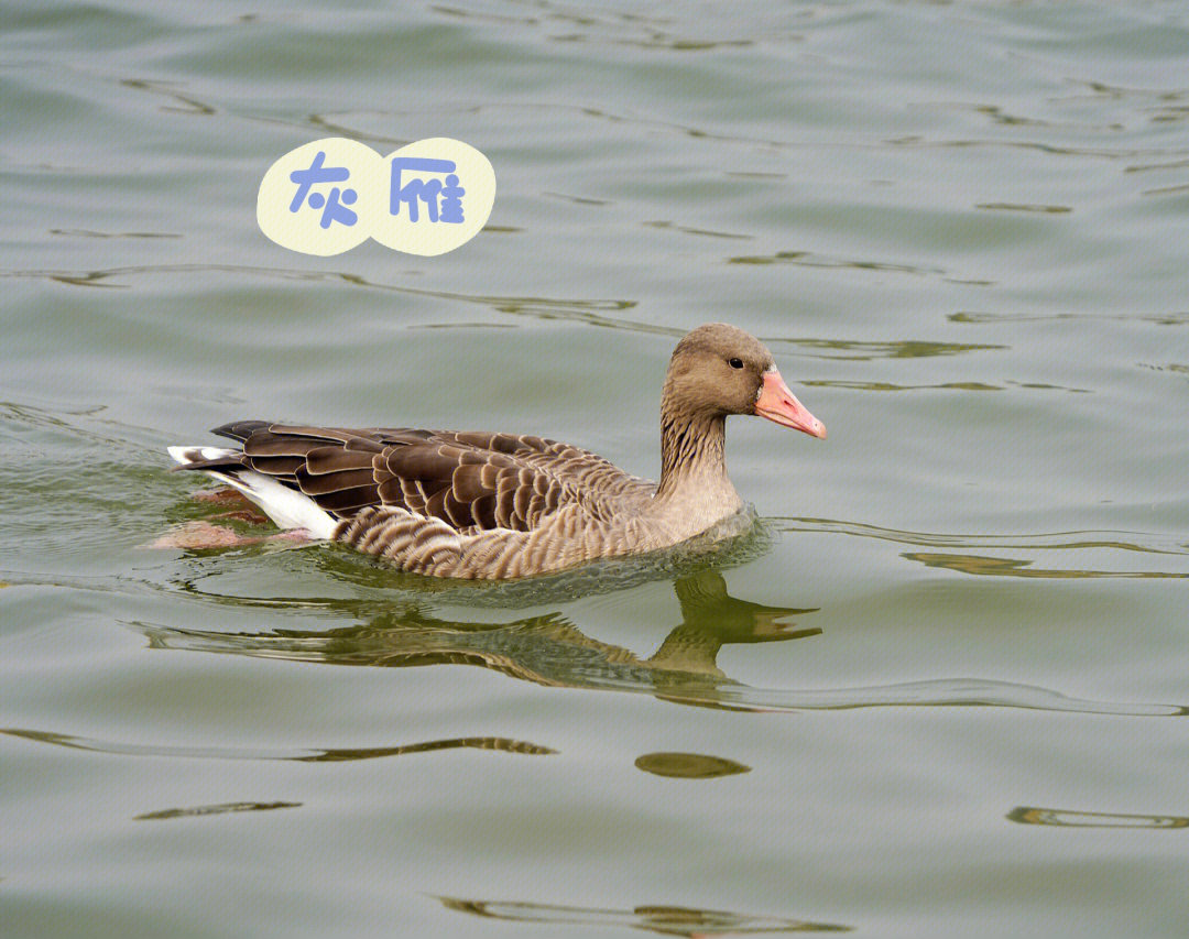 中国常见的大雁种类图片