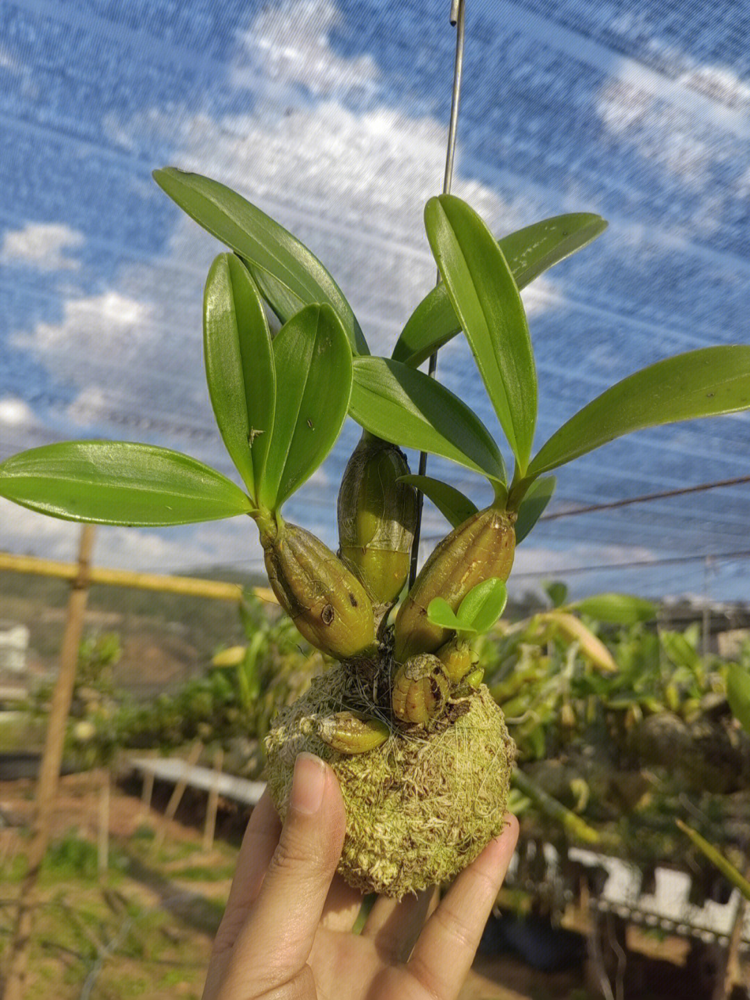 石斛怎么种植方法图片