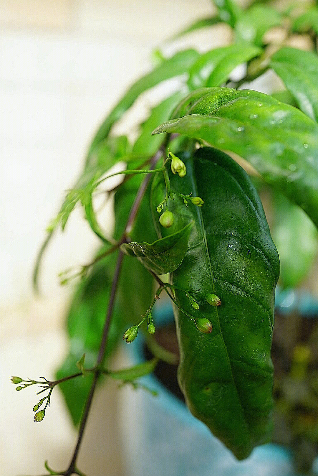 垂枝茉莉修剪图片